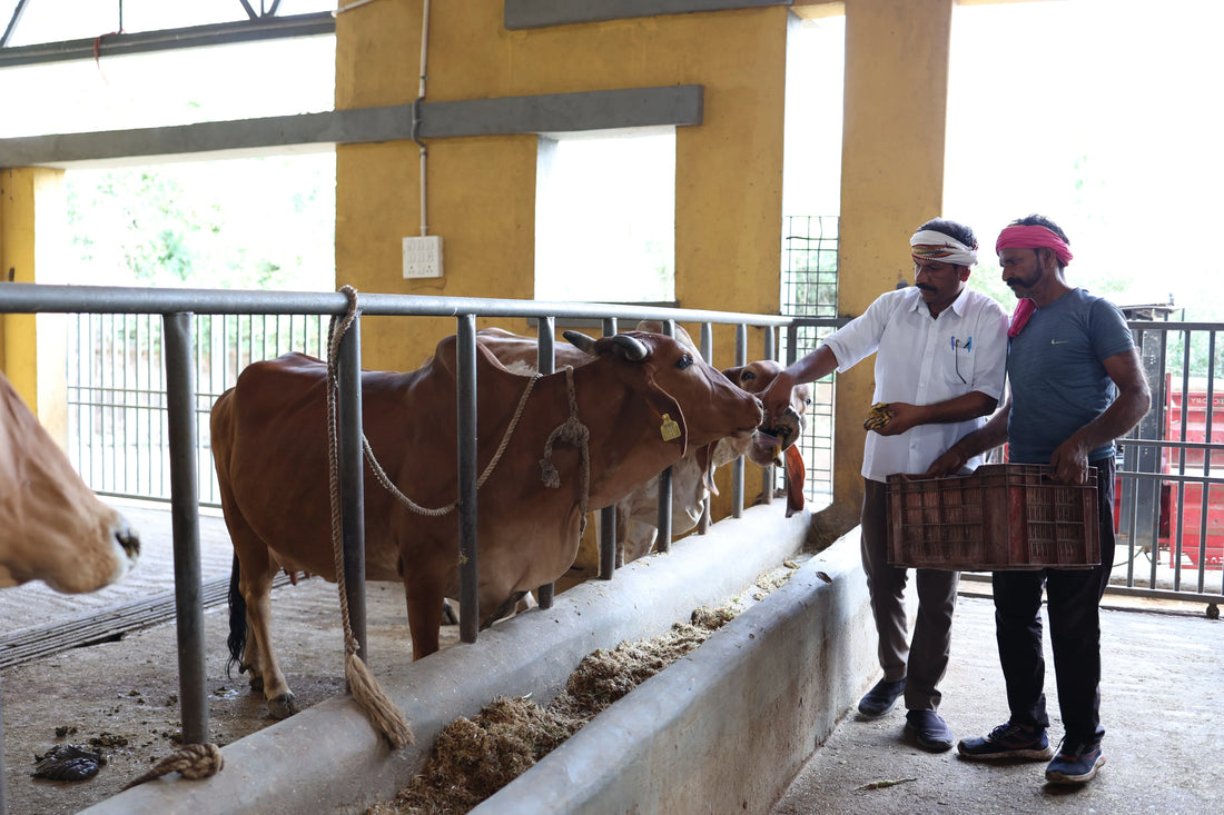 Cow Service in the Modern Era – A Thoughtful Initiative by Rawatpura Sarkar Gaushala