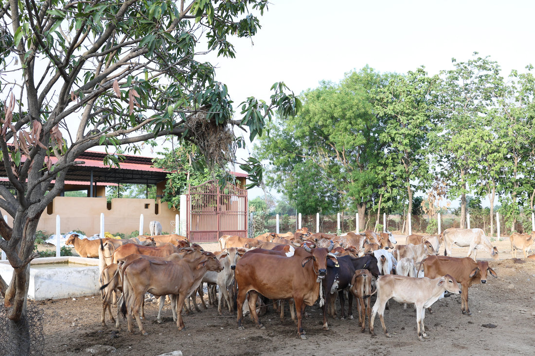 In Indian culture, Gau Mata (the holy cow) Holds a Special and Revered Place.
